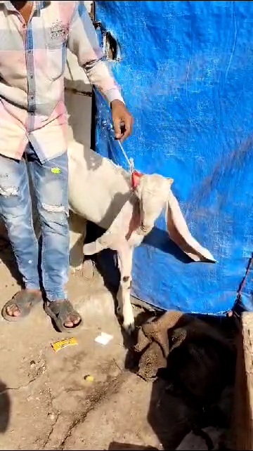 bakra image